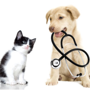 Holistic veterinary medicine - image of a puppy and kitten and stethoscope