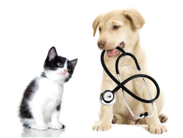 Holistic veterinary medicine - image of a puppy and kitten and stethoscope